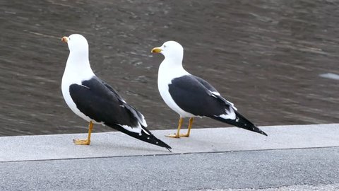STOCKHOLM, SWEDEN, APR 2016: Two seagulls singing together 