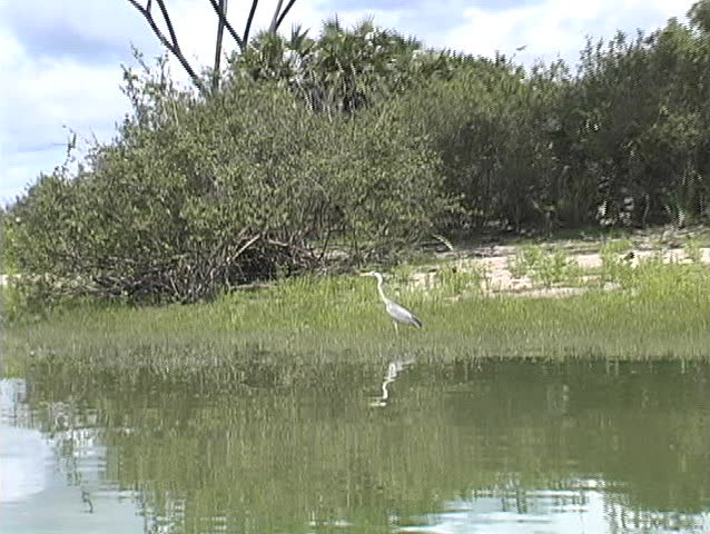 Heron taking flight over the Rufiji River in Tanzania Africa