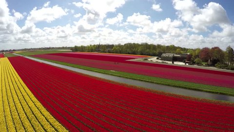Aerial drone flying over flower tulip fields towards windmill revealing bright colors of red yellow pink flowers then towards Keukenhof Windmill mill blades moving slowly by wind amazing landscape 4k