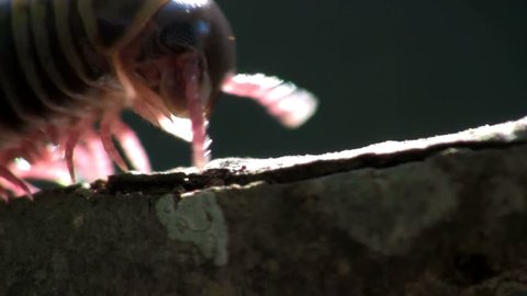 centipede crawling on a twig