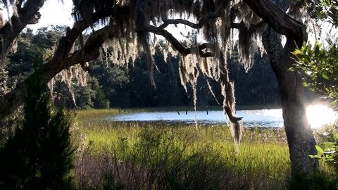 the bayou sitting calming by itself