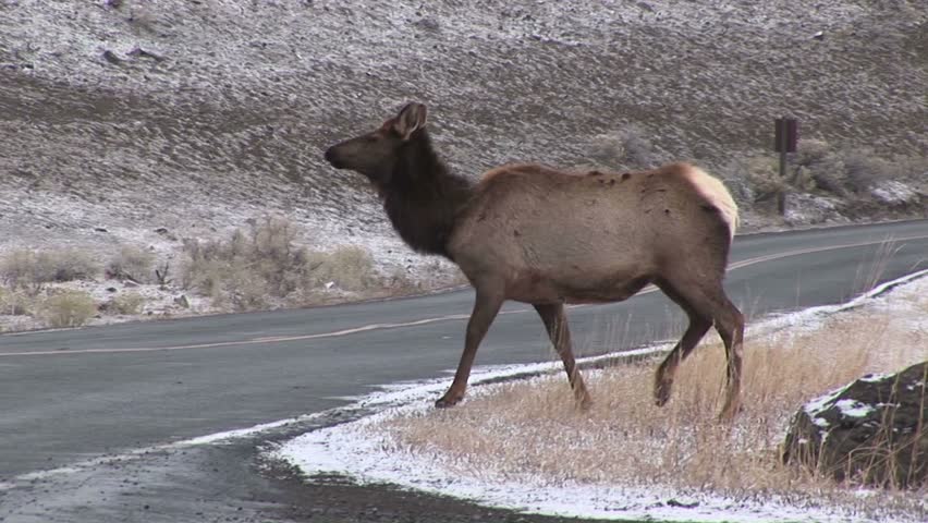 Camera follows two female elk as they cross the road to forage for food, ignoring an approaching car.