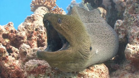 An angry giant Moray eel. Diving in the Red sea near Egypt.