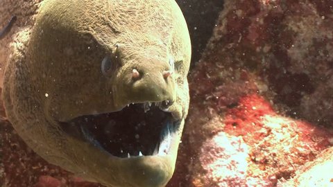 An angry giant Moray eel. Diving in the Red sea near Egypt.