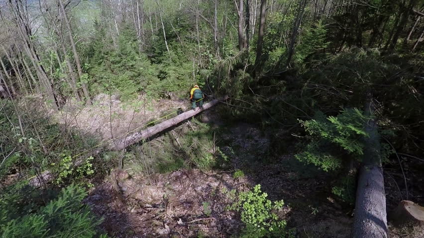 There are two fallen trees on the ground in the forest. Two loggers are measuring them and writing down the information. Wide-angle shot.