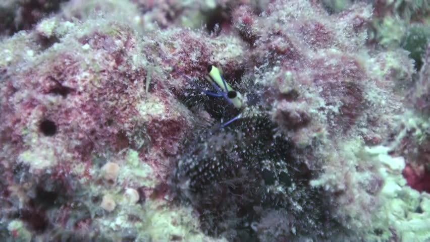 Cancer hermit Soldier crab Pagurian runs bottom. Amazing, beautiful underwater world Bali Indonesia and  life of its inhabitants, creatures and diving, travels with them. Wonderful experience in sea