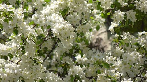 White tree flowers in spring 4K video