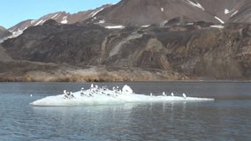Seagulls sit and float on an iceberg in the Arctic. Fantastic wonderful amazing video grenland nature iceland. Lovely shooting the life of nature, seaside and mountains. Global warming.