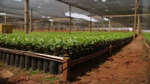 Coffee organic plantation