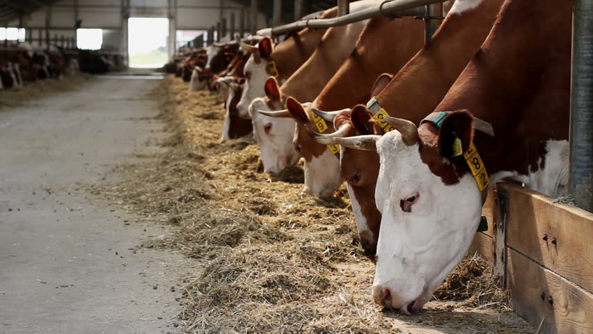 Livestock Farming. Dairy Cows Eating Stock Footage Video (100% Royalty ...