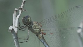 dragonfly At Garden Slow Motion Macro