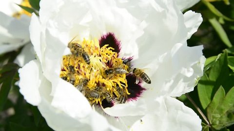 Bees are taking white peony pollen