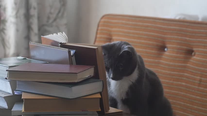 Smart amazing cat reading books among pile of them | Shutterstock HD Video #16504312