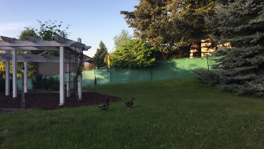 walking ducks in garden