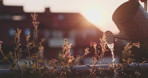 Female Hand Watering Flowers at the Balcony during Sunset, Close Up. Slow Motion 120 fps, 4K DCi. Unrecognizable woman watering plants on the evening terrace. Patio flower garden. Lens Flare