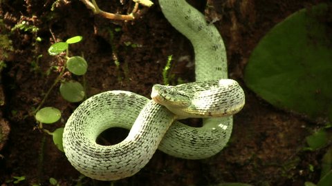 Two-striped forest pitviper (Bothriopsis bilineata) flicking tongue and looking around defensively