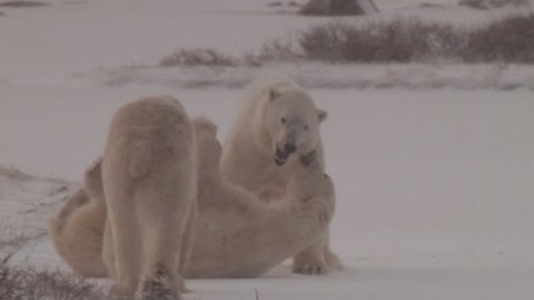 Slow motion of three polar bears in blowing snow in pink light. Two bears spar and wrestle.