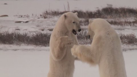 Slow motion of two polar bears sparring in pink morning light and snow. Standing and fighting and pushing,