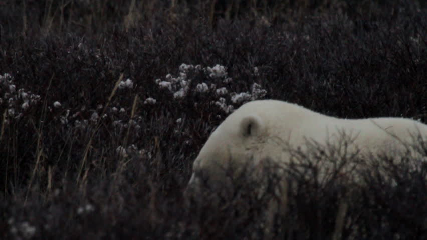 Slow motion Close up of polar bear