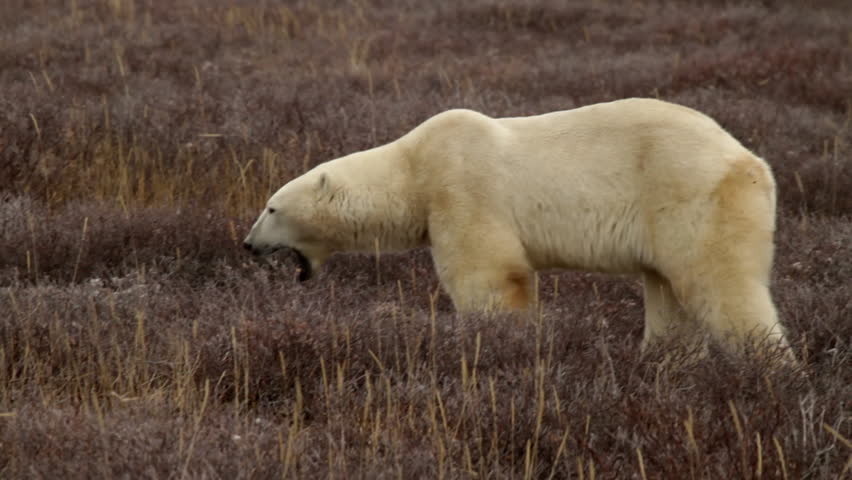 Yawning polar bear walks quartering away from camera in wind blown grass and willow towards shore.