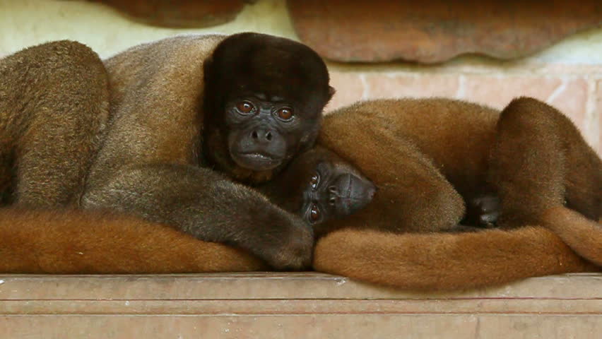Love scene between two adult woolly monkeys sharing love.