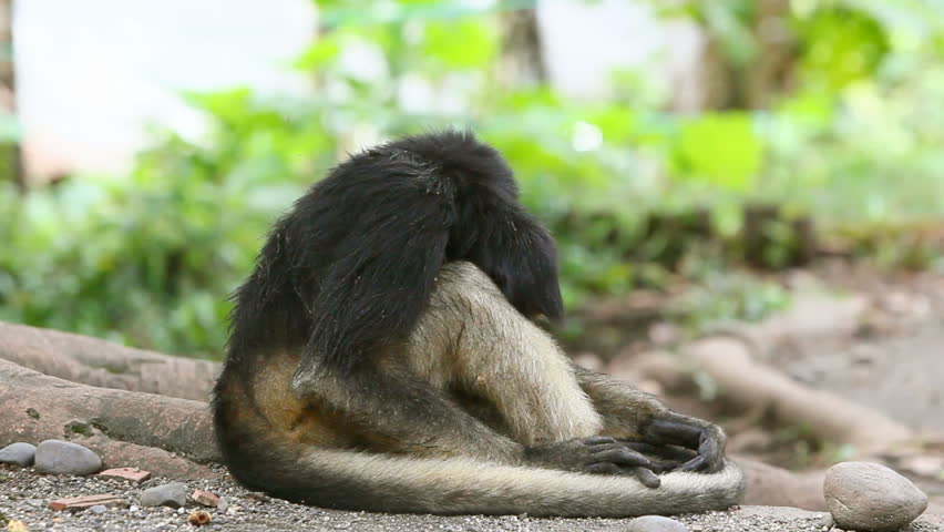 Sad spider monkey wakes up to fix her hairstyle.