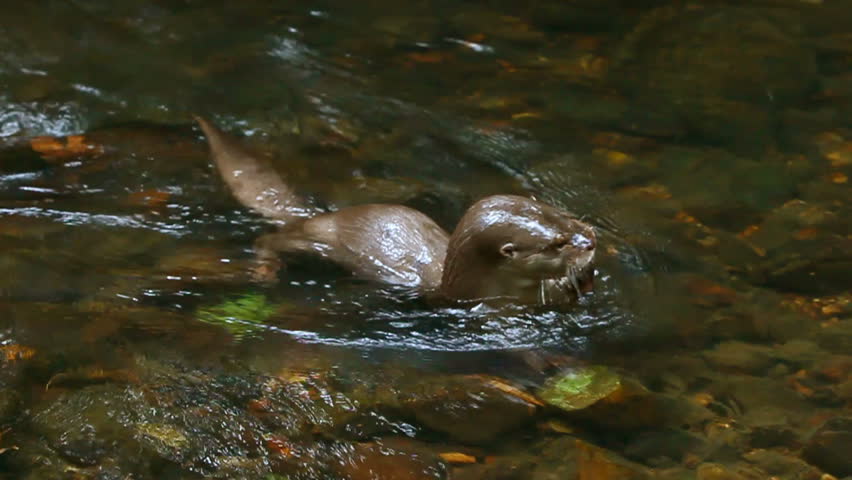 Wild river otter searching for food in the water, shot in Ecuadorian Amazon basin