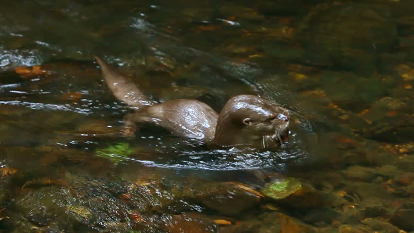 Wild river otter searching for food in the water, shot in Ecuadorian Amazon