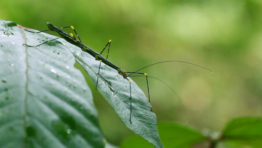 Pseudoproscopia latirostris - Horse-Head Grasshopper, waving on a leaf in