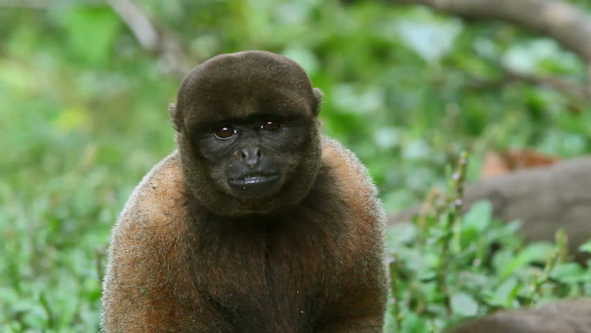 Male woolly monkey eating very fast with great appetite. Shot in Ecuadorian