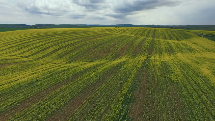 Farmland with blooming Canola, Rape. Aerial view