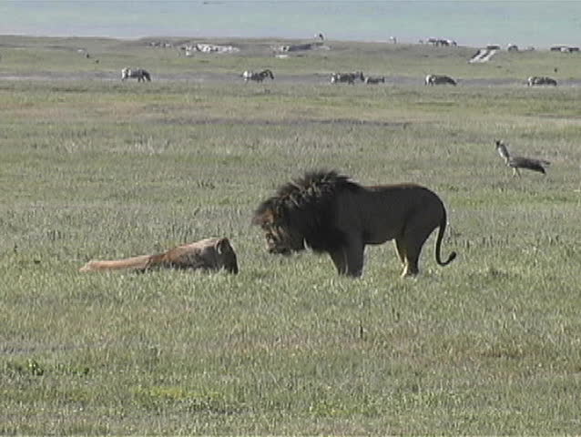 Lion lays down while birds walk by