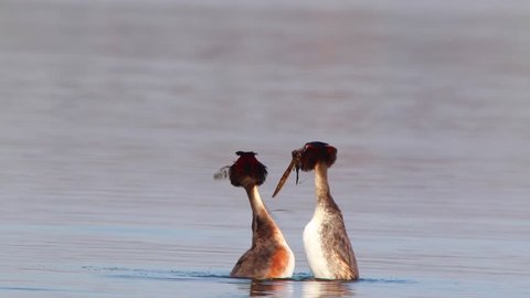 Great Crested Grebe, live sound