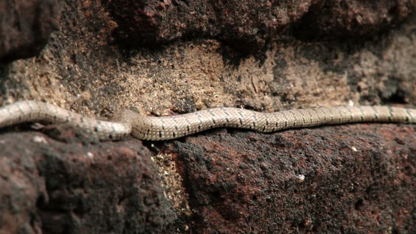 malsara poisonous snake ornate flying moves Stock Footage Video (100% ...