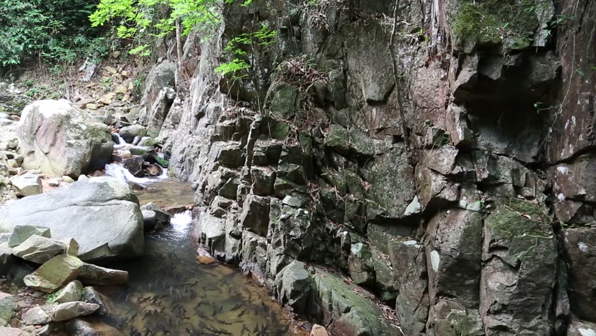 Big fishes swim in mountain river. Fishes in dam near stone rock