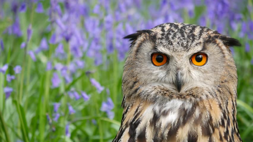 Eagle Owl (Bubo bubo) or Horned Owl in Bluebells