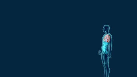 Human body x-ray scan with visible respiratory system 3d render