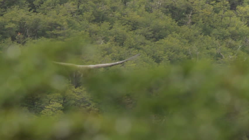 condor flies through trees slow motion Royalty-Free Stock Footage #16529815