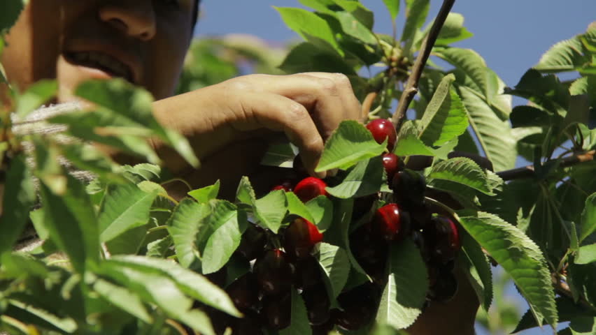 cherry picking at patagonian fields Royalty-Free Stock Footage #16532371