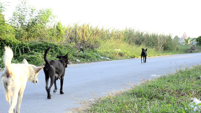 Stray dogs wandering down a road with a Buddhist temple in the background.