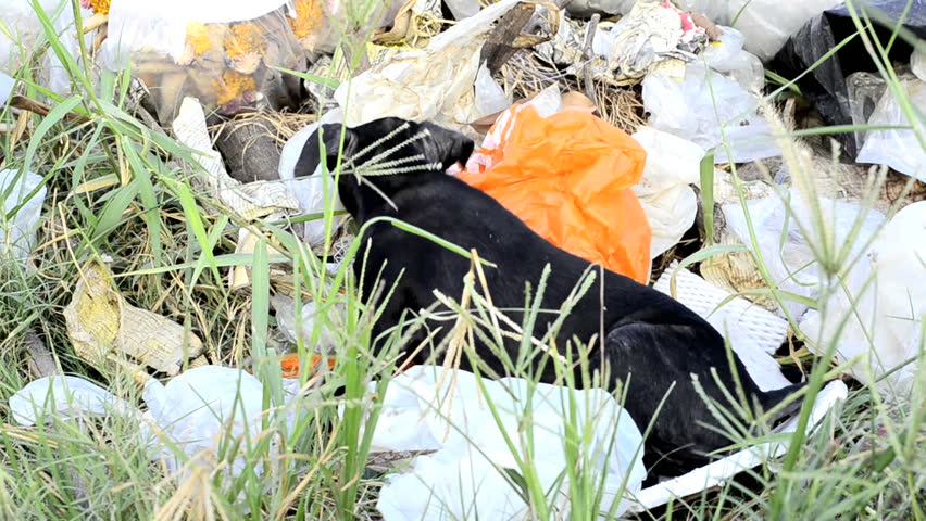 Stray puppy forages for food in a pile of garbage, in Bangkok, Thailand.
