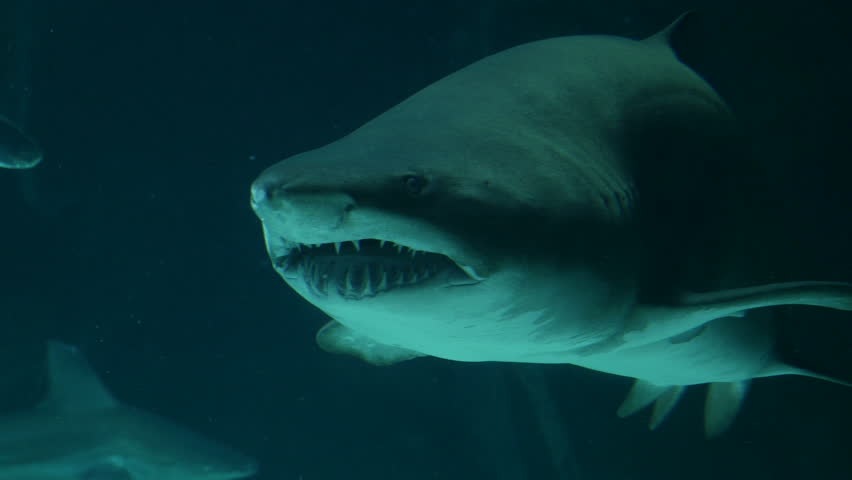Bull shark. Filmed in May 2016.