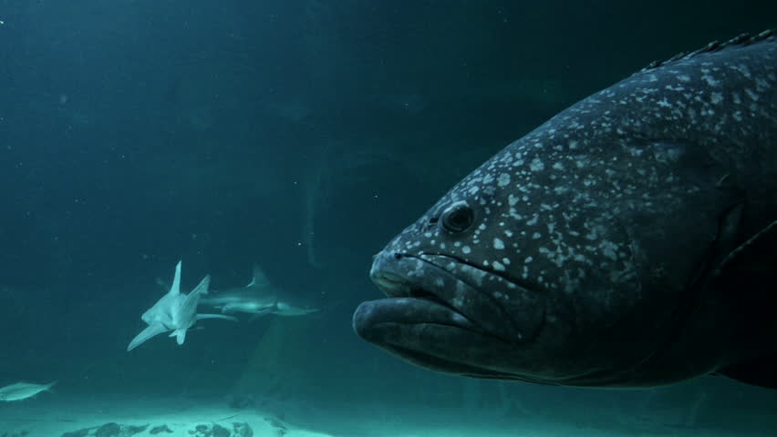 giant grouper. Zoo Madrid. Filmed in May 2016.