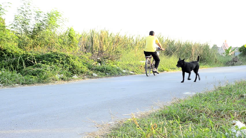 Street dog wandering on a road in Bangkok, Thailand, as a person on a bicycle