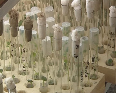 Plants growing in balloon. Genetically modified plant tests in laboratory. Science research. 