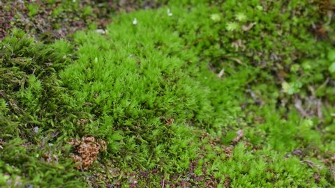 Moss Growing on Rocks