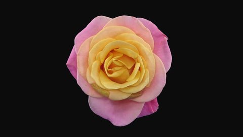 Time-lapse of dying pink-yellow Miss Piggy rose 2a3 in RGB + ALPHA matte format isolated on black background, top view
