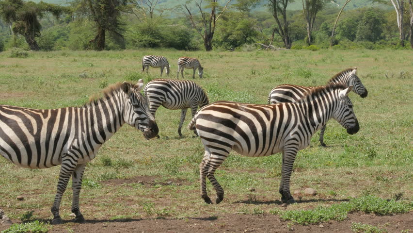 Zebras grazing in the Ngorongoro crater - Tanzania 4K