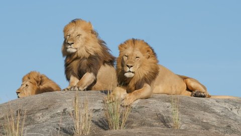 3 big male lions lying on the rocks in Serengeti national park Tanzania - 4K