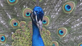Indian Blue Peafowl